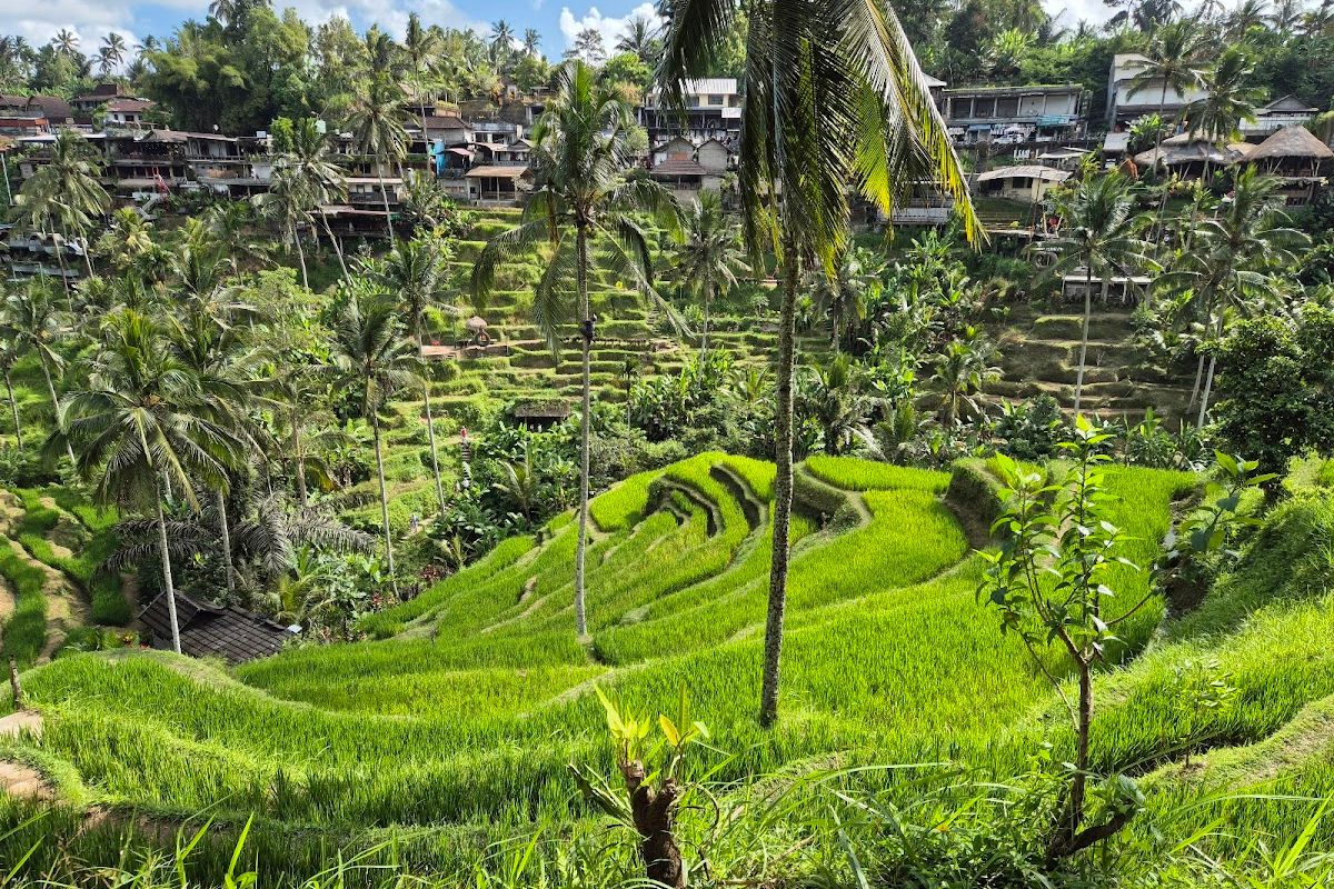 Tegalalang Rice Terraces attraction in Taiwan